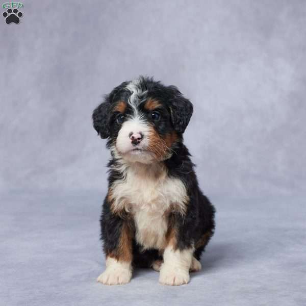 Jake, Mini Bernedoodle Puppy
